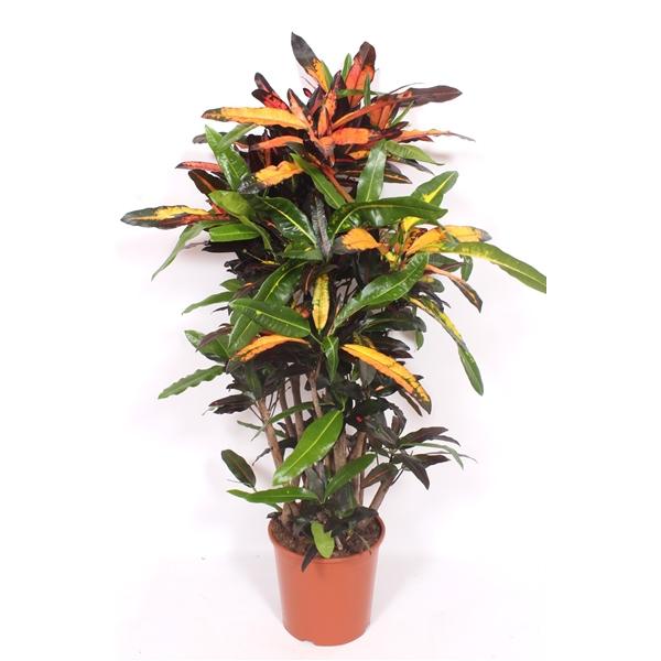 Горшечные цветы и растения оптом Codiaeum Mango Branched от 1шт из Голландии с доставкой по России