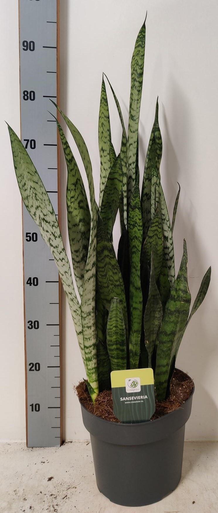 Горшечные цветы и растения оптом Sansev Zey от 1шт из Голландии с доставкой по России