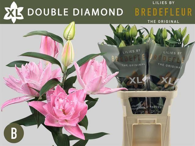 Срезанные цветы оптом Lilium or dbl double diamond от 20шт из Голландии с доставкой по России