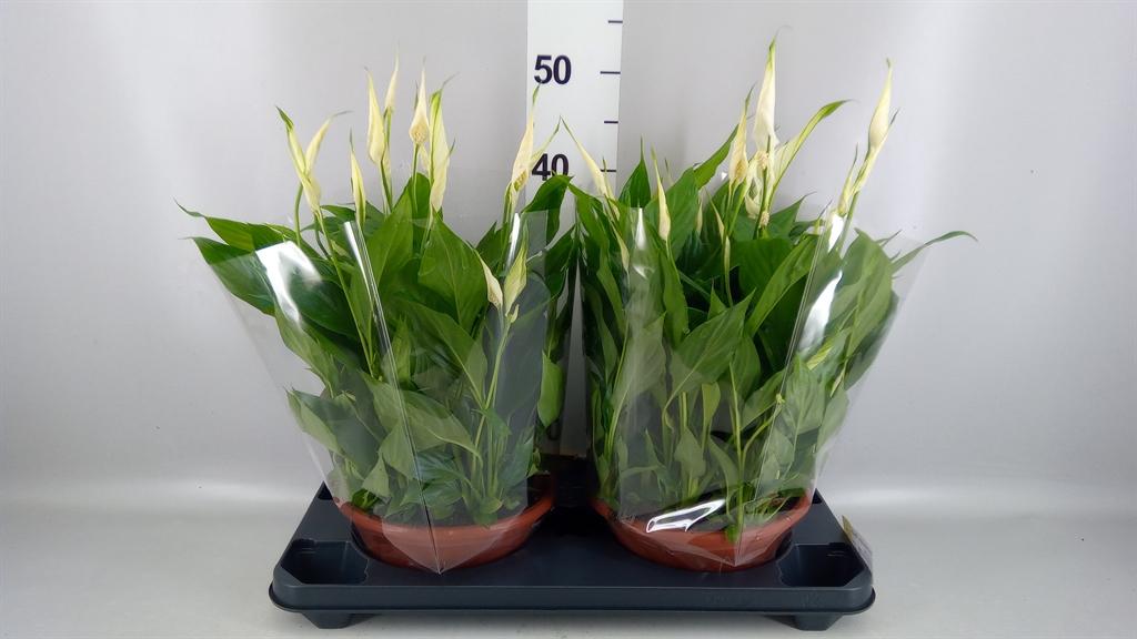Горшечные цветы и растения оптом Spathiphyllum bellini от 2шт из Голландии с доставкой по России