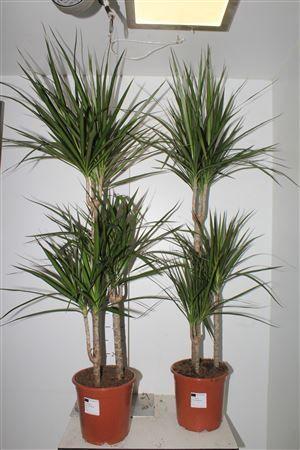 Горшечные цветы и растения оптом Dra Marginata 60-30-15 Cm от 1шт из Голландии с доставкой по России