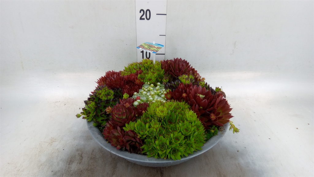 Горшечные цветы и растения оптом Sempervivum   ... от 1шт из Голландии с доставкой по России