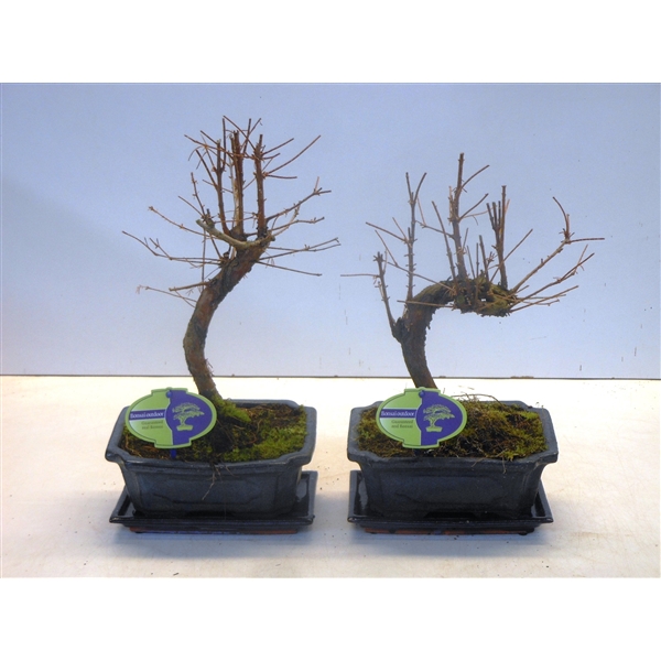 Горшечные цветы и растения оптом Bonsai Metasequoia Glyptostroboides 19 Cm Shape, W от 5шт из Голландии с доставкой по России