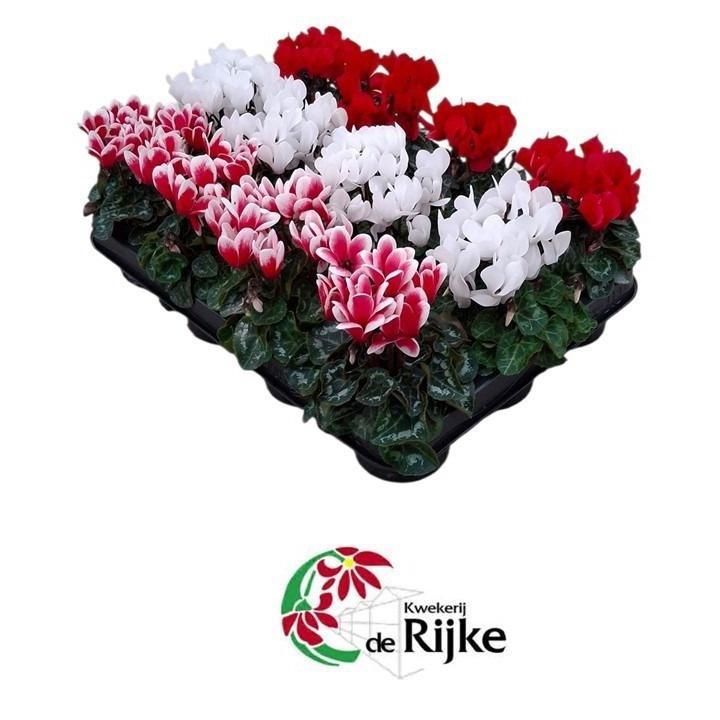 Горшечные цветы и растения оптом Cyclamen Verano Mix Xmas от 12шт (для телеги) из Голландии с доставкой по России
