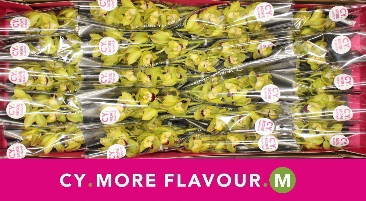 Срезанные цветы оптом Minicymbidium green rock от 20шт из Голландии с доставкой по России