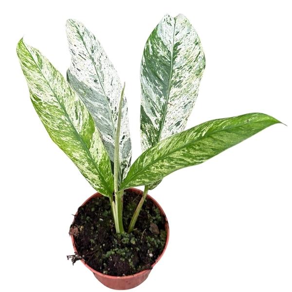 Горшечные цветы и растения оптом Rhaphidophora Foraminifera Marble от 1шт из Голландии с доставкой по России