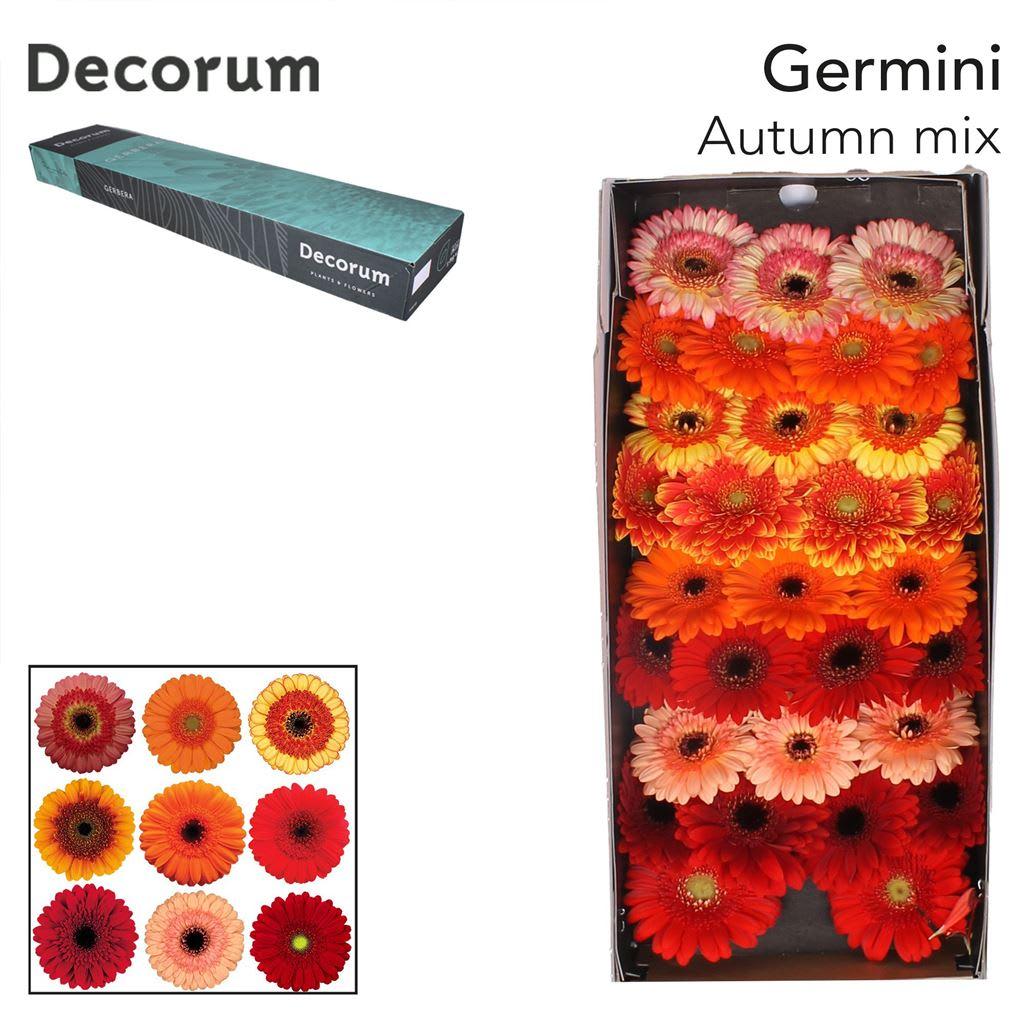 Срезанные цветы оптом Germini mix autumn от 60шт из Голландии с доставкой по России