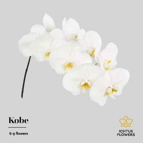 Срезанные цветы оптом Phalaenopsis kobe (per stem) от 15шт из Голландии с доставкой по России