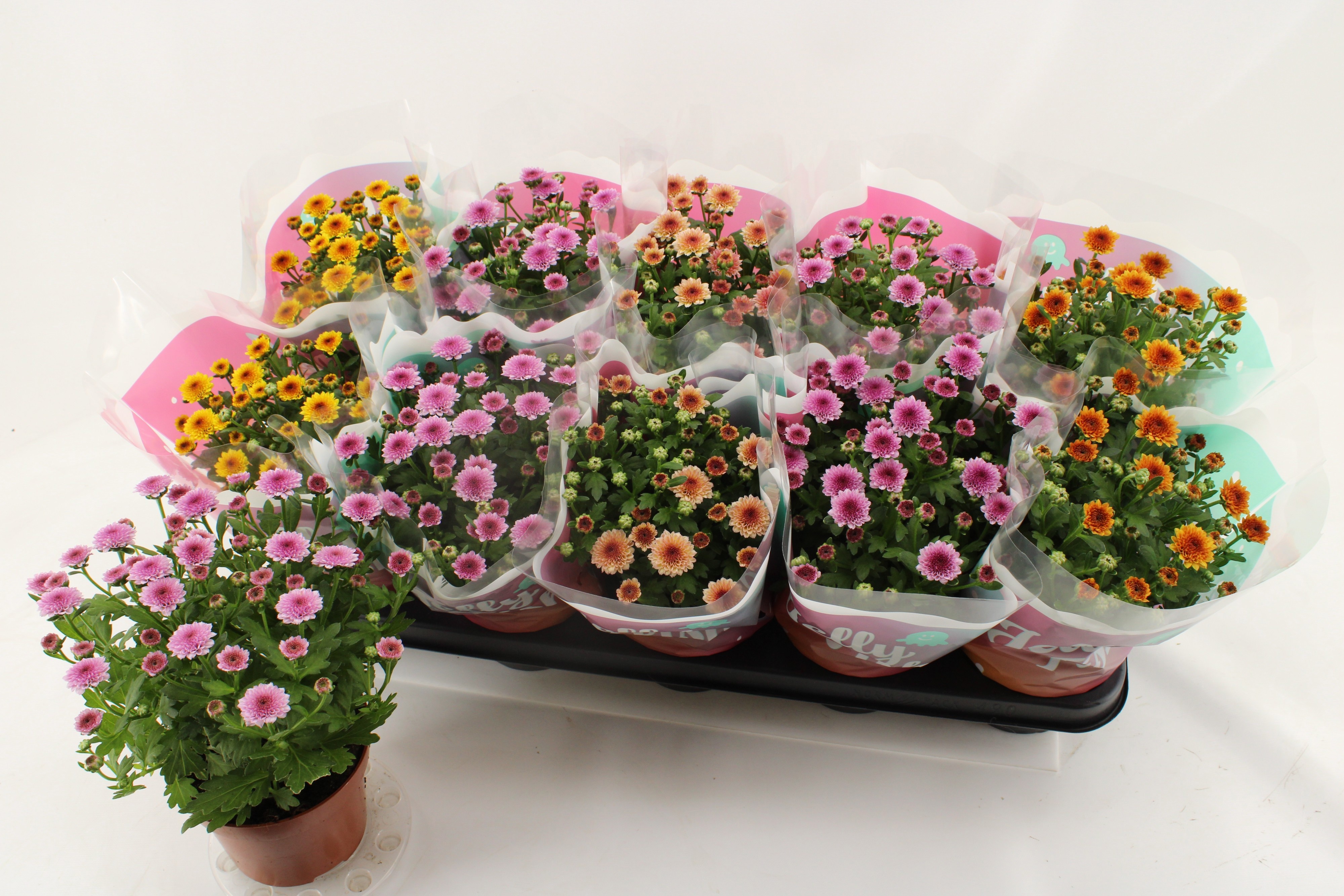 Горшечные цветы и растения оптом Chrys Jellyfi Gem от 10шт из Голландии с доставкой по России