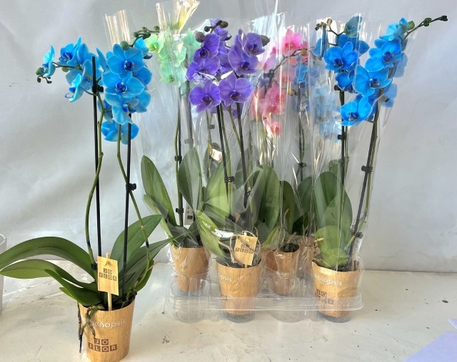 Горшечные цветы и растения оптом Phal Ov от 6шт (для телеги) из Голландии с доставкой по России