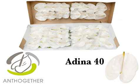 Срезанные цветы оптом Anthurium adina от 40шт из Голландии с доставкой по России