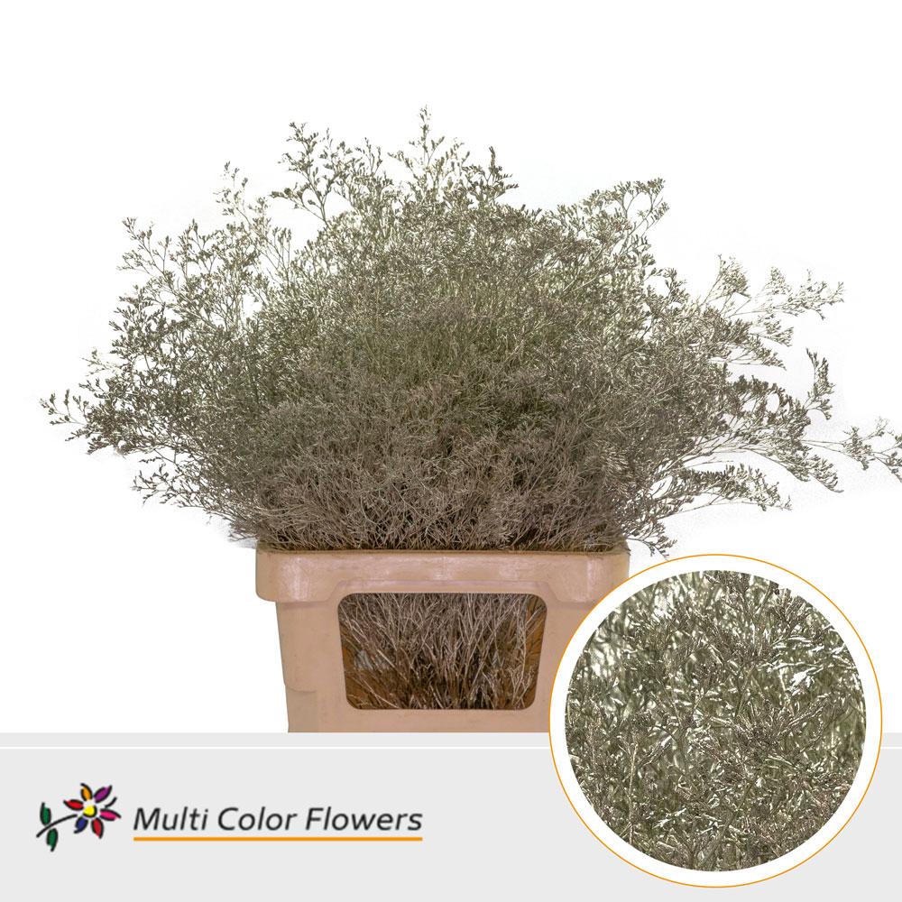Срезанные цветы оптом Limonium beltlaard paint platinum от 25шт из Голландии с доставкой по России