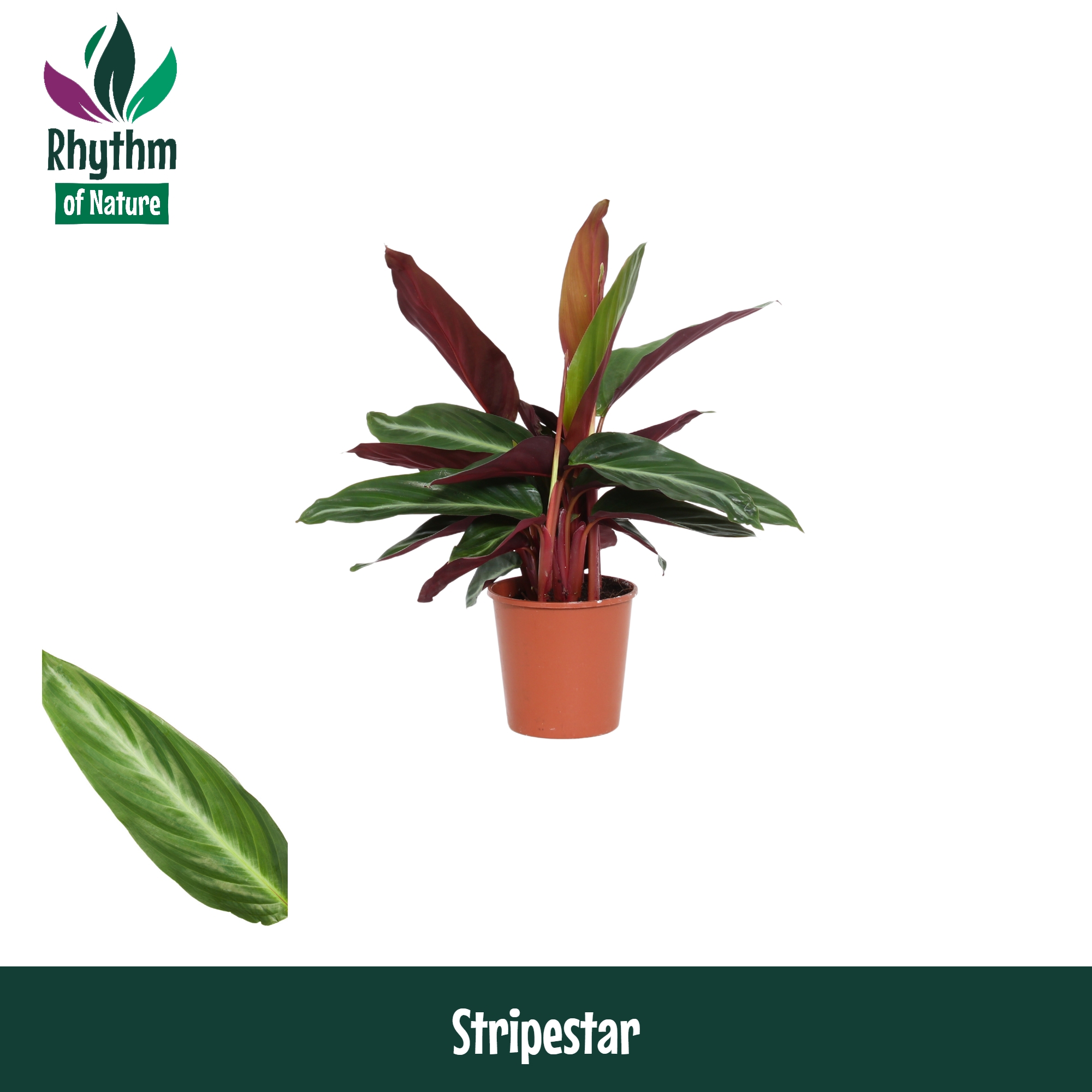 Горшечные цветы и растения оптом Calathea Stripestar Rhythm Of Nature от 10шт из Голландии с доставкой по России