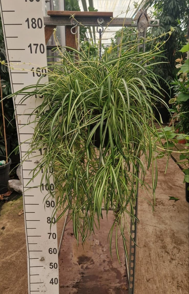 Горшечные цветы и растения оптом Chlorophytum Comosum Vittatum Hang от 2шт из Голландии с доставкой по России Горшечные цветы и растения оптом Chlorophytum Comosum Vittatum Hang от 2шт из Голландии с доставкой по России