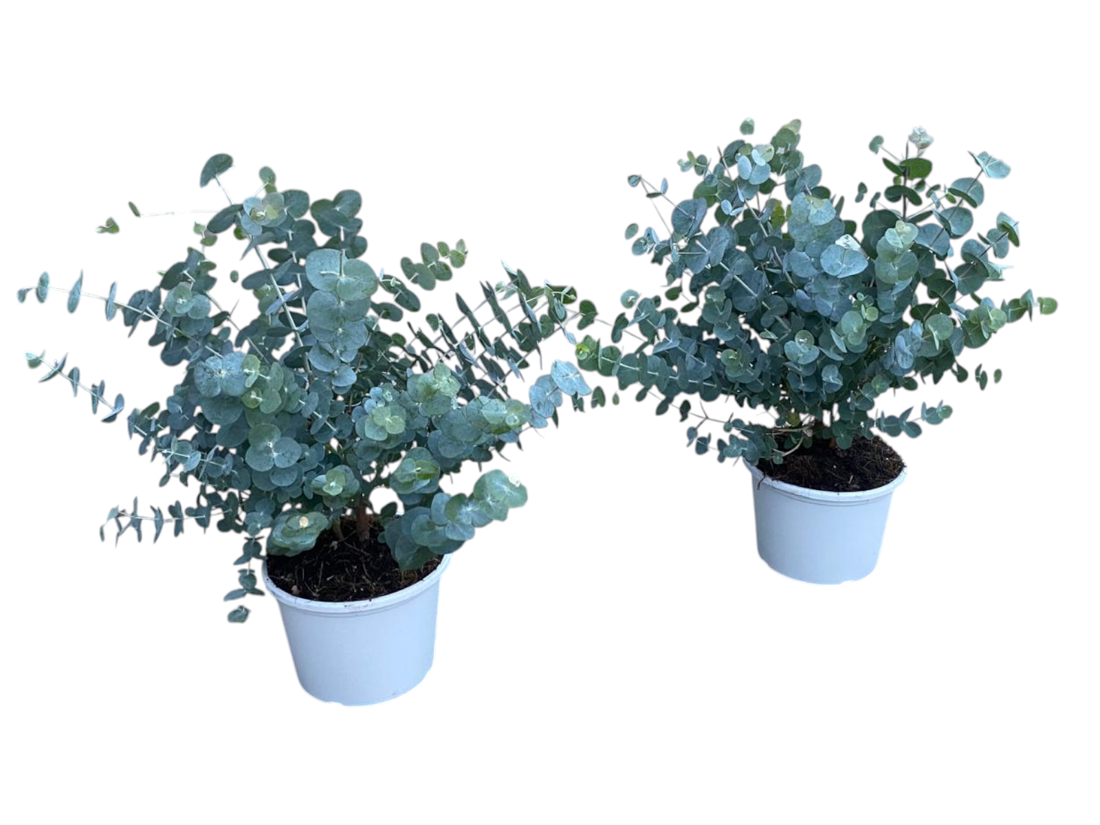 Горшечные цветы и растения оптом Eucalyptus Gunnii Bush от 6шт из Голландии с доставкой по России