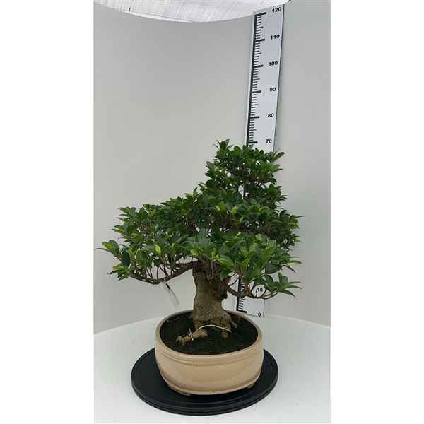 Горшечные цветы и растения оптом Bonsai Ficus Retusa, Pot 36cm. Height 70cm. (singl от 1шт из Голландии с доставкой по России