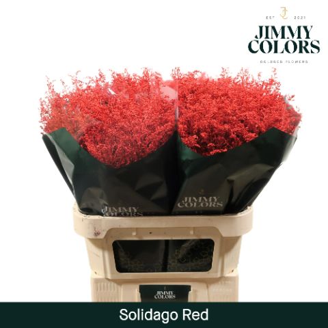 Срезанные цветы оптом Solidago paint red от 100шт из Голландии с доставкой по России