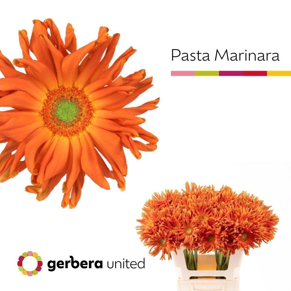 Срезанные цветы оптом Gerbera pasta marinara от 40шт из Голландии с доставкой по России