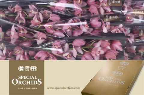 Срезанные цветы оптом Cymbidium pink cocktail от 9шт из Голландии с доставкой по России