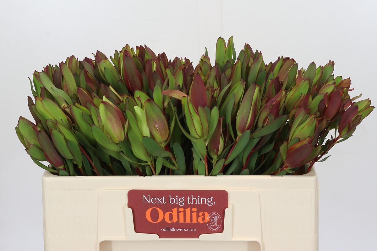 Срезанные цветы оптом Leucadendron senorita spray от 20шт. из Голландии с доставкой по России