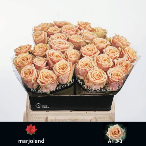 Срезанные цветы оптом Rosa large bellini! от 40шт из Голландии с доставкой по России