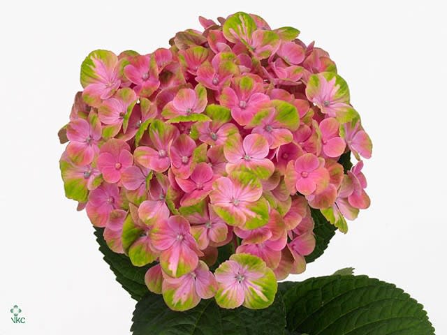 Срезанные цветы оптом Hydrangea mag coral от 10шт. из Голландии с доставкой по России
