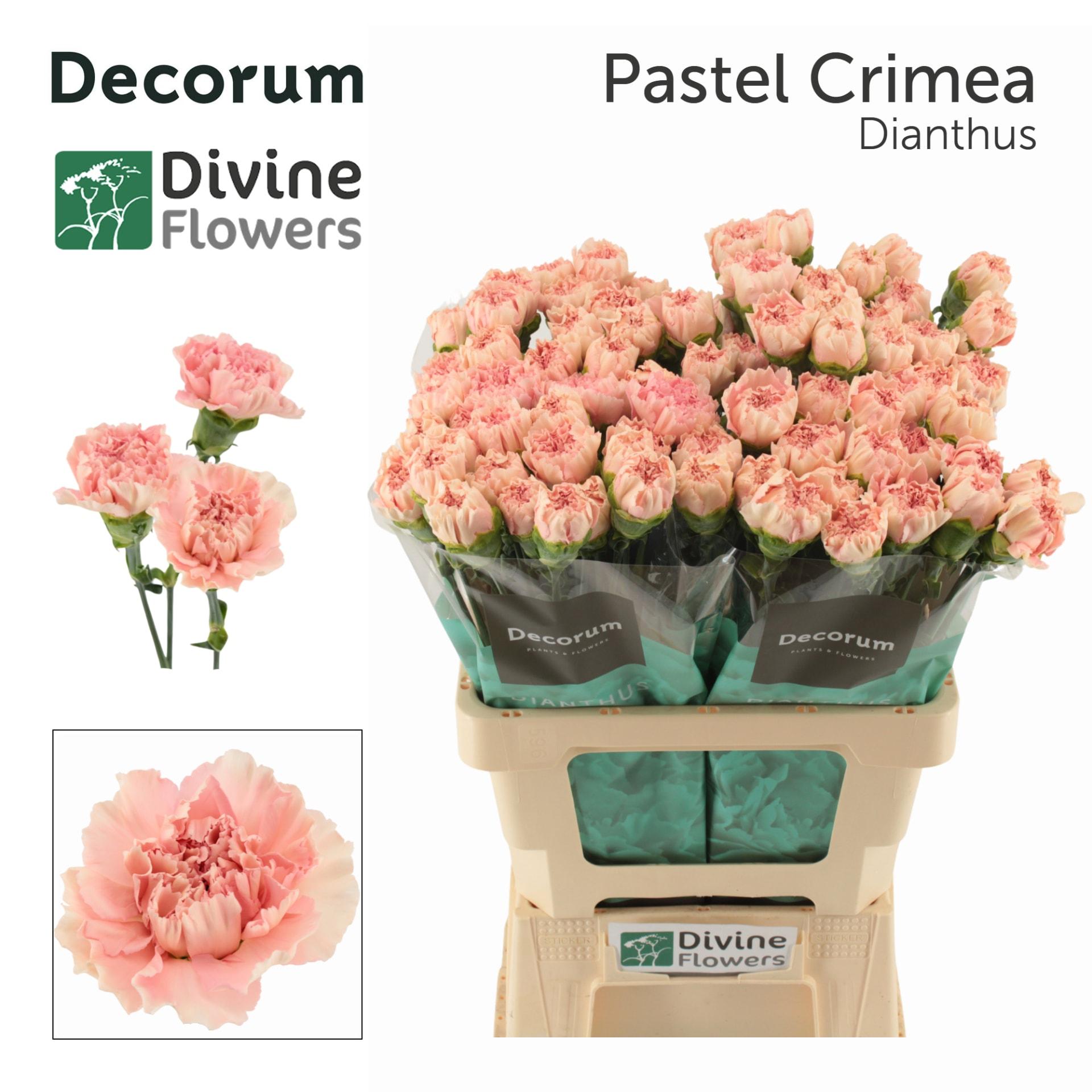 Срезанные цветы оптом Dianthus st pastel crimea от 80шт из Голландии с доставкой по России