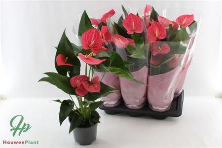 Горшечные цветы и растения оптом Anthu An Maine 4+ от 6шт из Голландии с доставкой по России