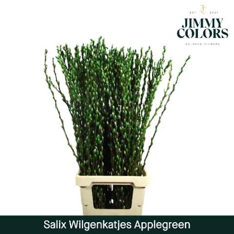 Срезанные цветы оптом Salix paint pussy willow applegreen от 200шт из Голландии с доставкой по России