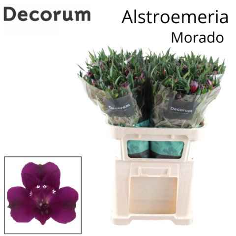 Срезанные цветы оптом Alstroemeria morado от 50шт из Голландии с доставкой по России