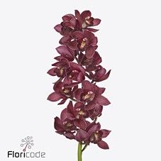 Срезанные цветы оптом Cymbidium red belta от 10шт из Голландии с доставкой по России