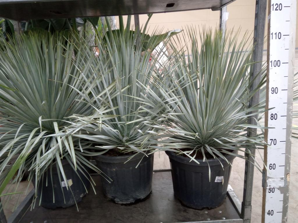 Горшечные цветы и растения оптом Yucca Rostrata от 1шт из Голландии с доставкой по России