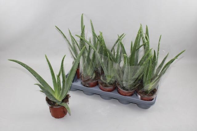 Горшечные цветы и растения оптом Aloe Vera от 10шт из Голландии с доставкой по России