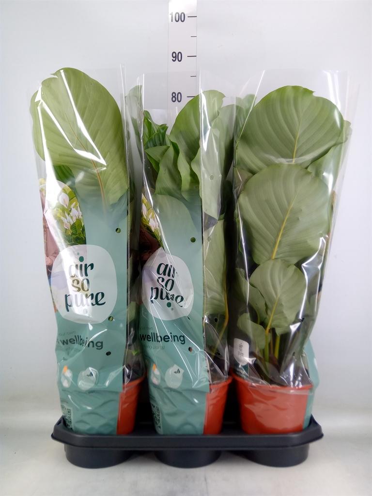 Горшечные цветы и растения оптом Calathea Orbifolia от 3шт из Голландии с доставкой по России