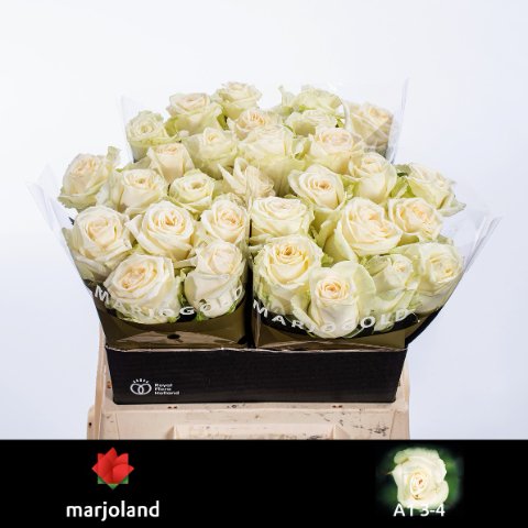 Срезанные цветы оптом Rosa large dolomiti от 30шт из Голландии с доставкой по России