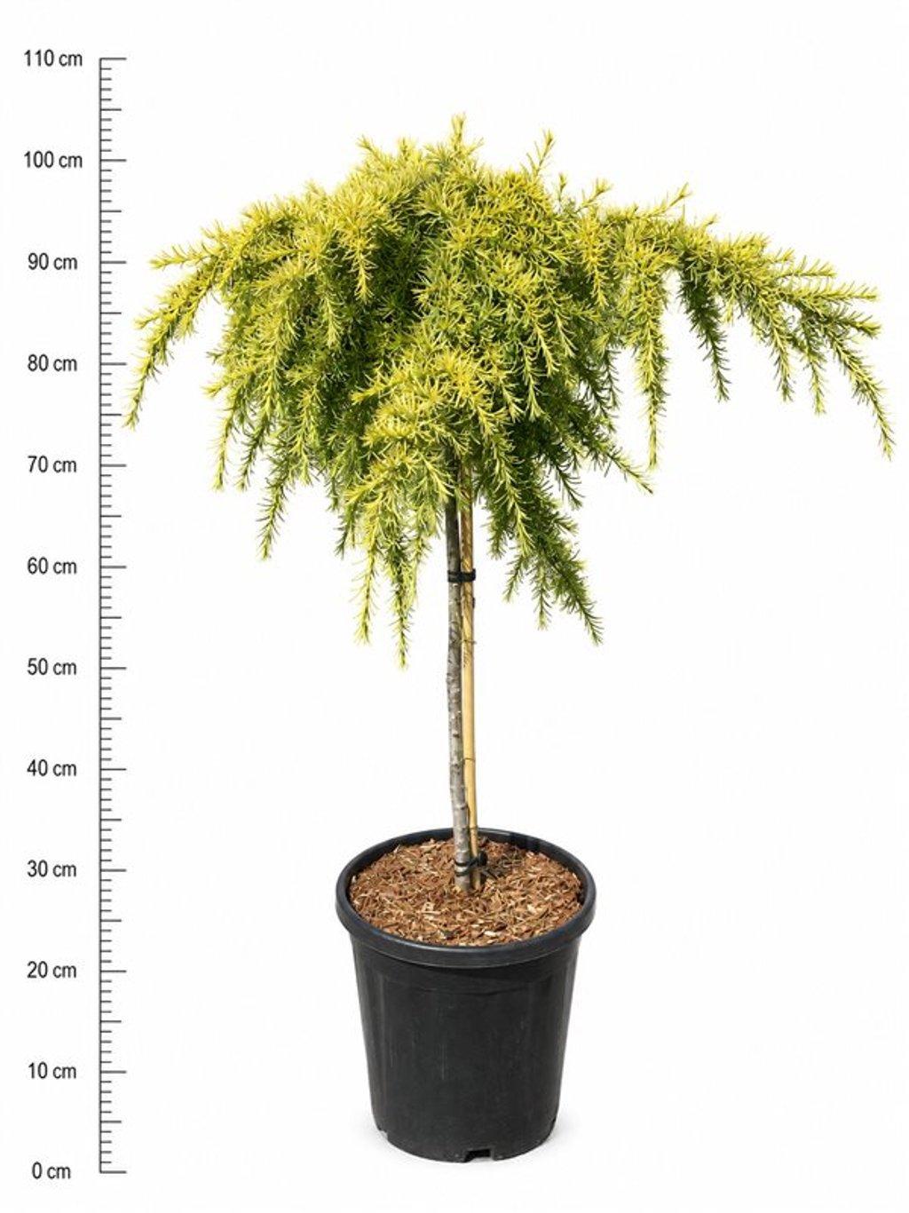 Горшечные цветы и растения оптом Cedrus Deod. lime Glow от 1шт из Голландии с доставкой по России