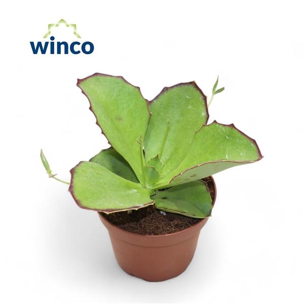 Горшечные цветы и растения оптом Kalanchoe Synsepala от 6шт из Голландии с доставкой по России