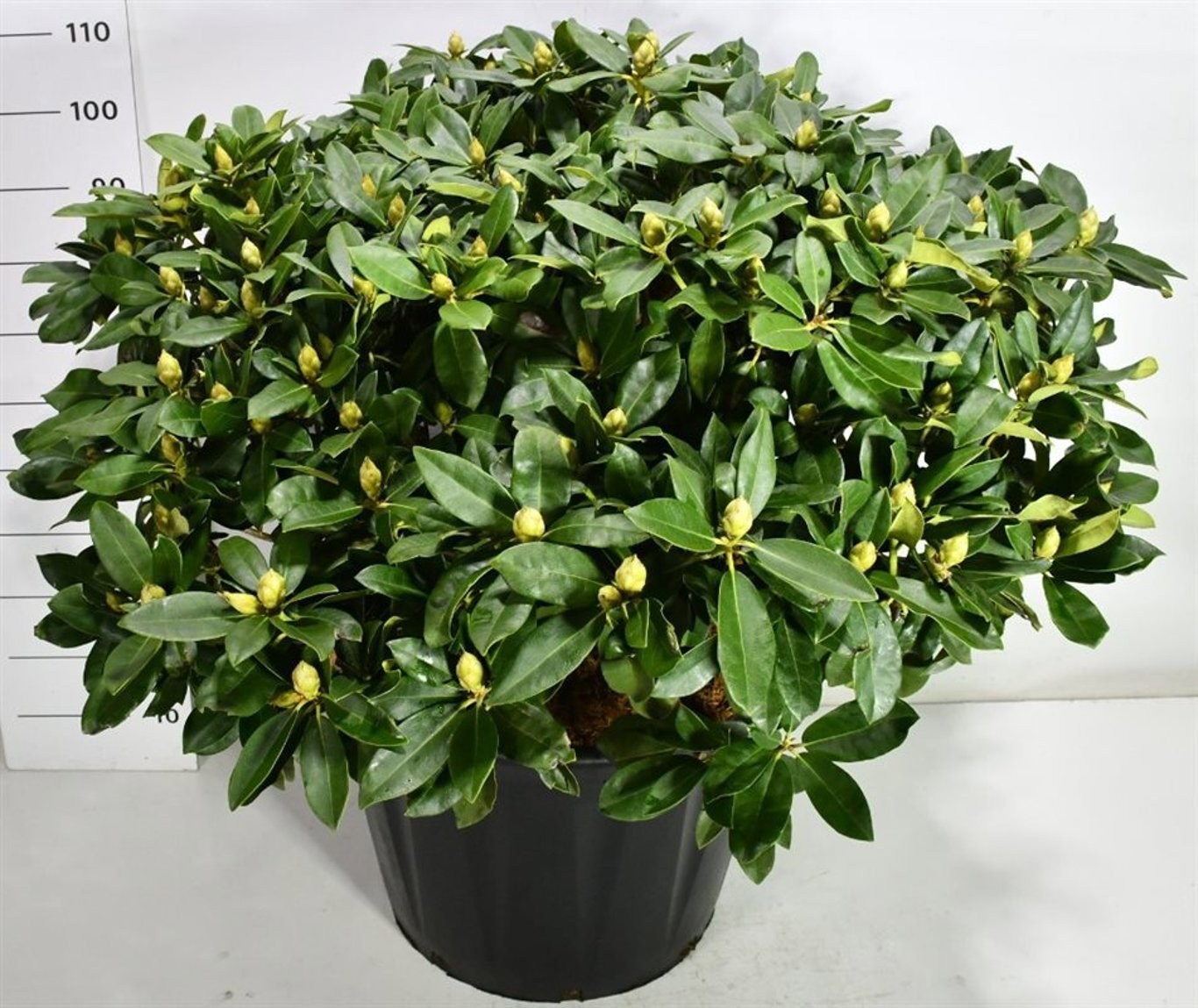 Горшечные цветы и растения оптом Rhododendron Gomer Waterer от 1шт из Голландии с доставкой по России