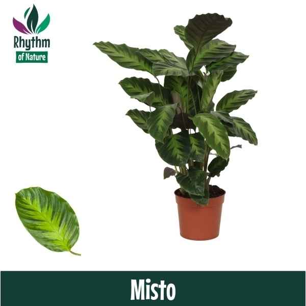 Горшечные цветы и растения оптом Calathea Misto (rhythm Of Nature) от 10шт из Голландии с доставкой по России