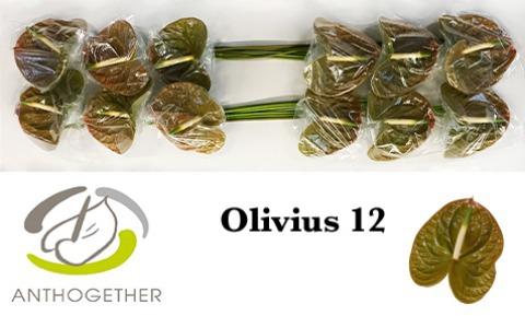 Срезанные цветы оптом Anthurium olivius от 12шт из Голландии с доставкой по России