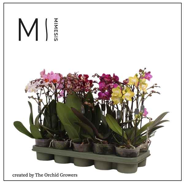 Горшечные цветы и растения оптом Phal 2st Mix  22+ (orchid Growers) от 10шт из Голландии с доставкой по России