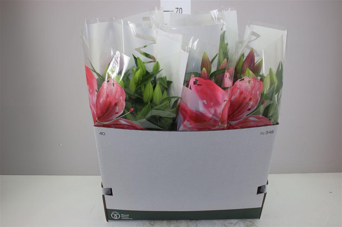 Горшечные цветы и растения оптом Lil Or Magny Cours 5pp Donker Roze от 5шт из Голландии с доставкой по России