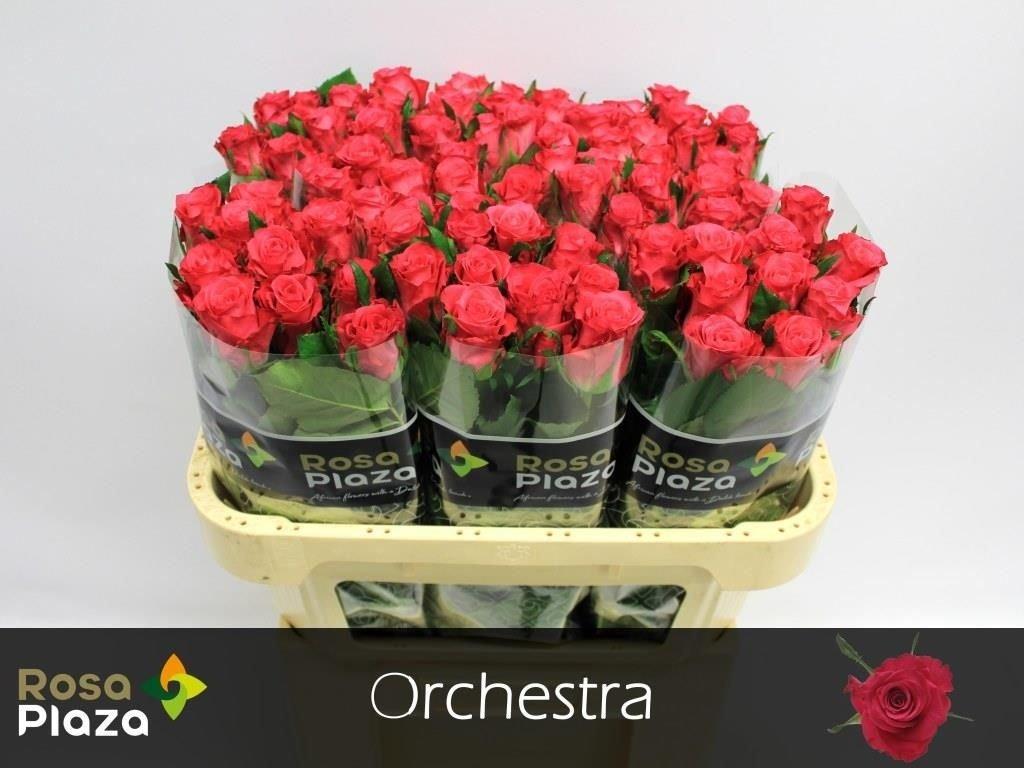 Срезанные цветы оптом Rosa large orchestra от 80шт из Голландии с доставкой по России