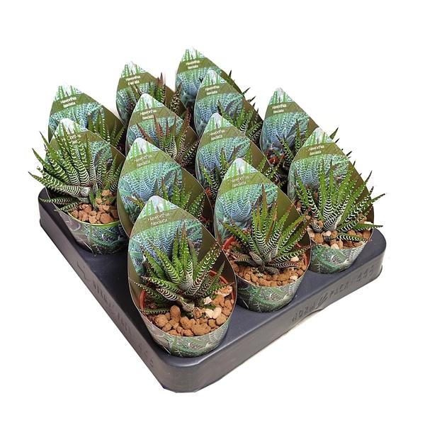Горшечные цветы и растения оптом Haworthia Fasciata Potcover от 12шт (для телеги) из Голландии с доставкой по России