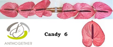 Срезанные цветы оптом Anthurium candy от 6шт из Голландии с доставкой по России