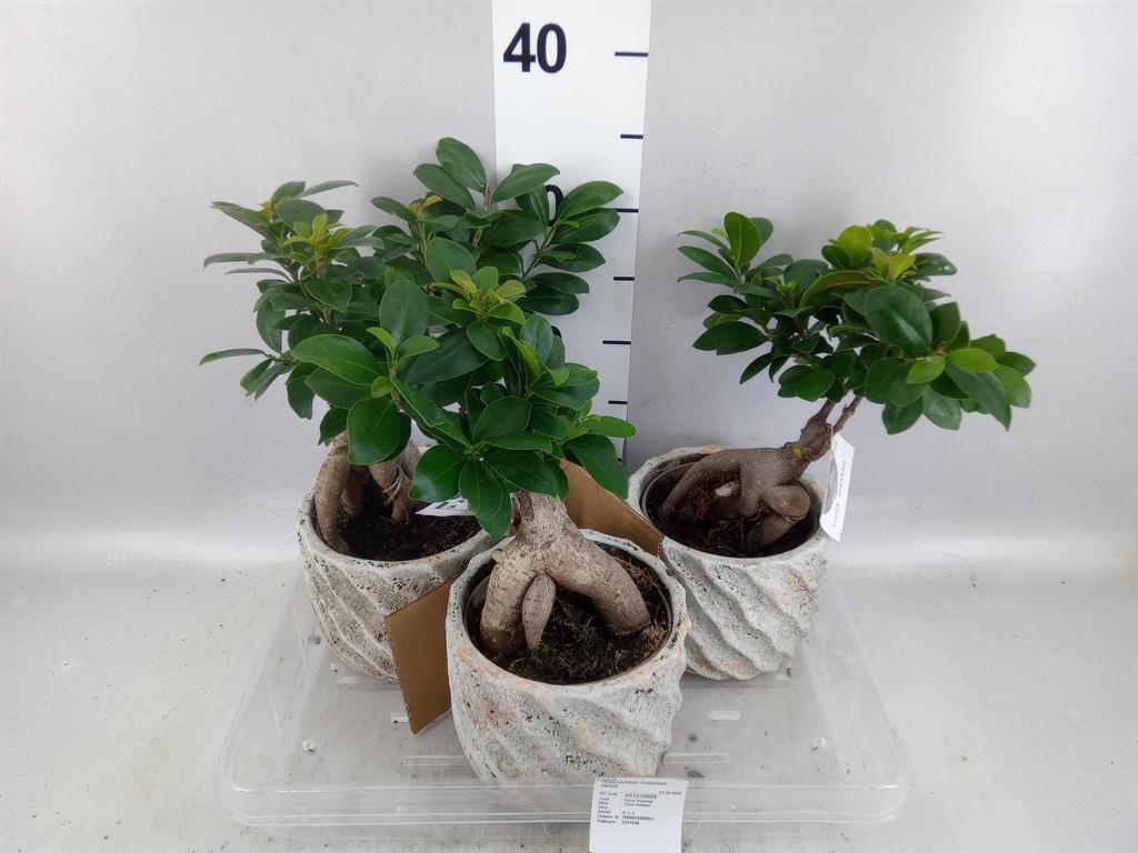Горшечные цветы и растения оптом Ficus Microcarpa ginseng от 3шт из Голландии с доставкой по России