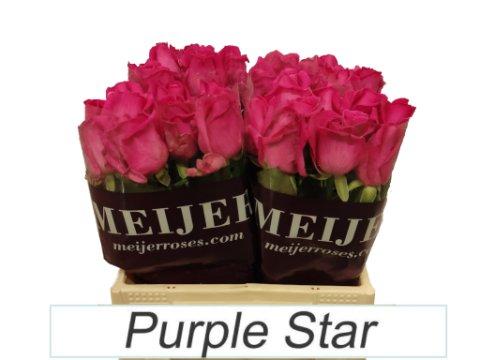 Срезанные цветы оптом Rosa large purple star от 40шт из Голландии с доставкой по России