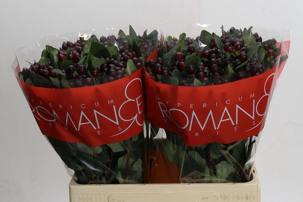 Срезанные цветы оптом Hypericum rocky romance от 100шт из Голландии с доставкой по России
