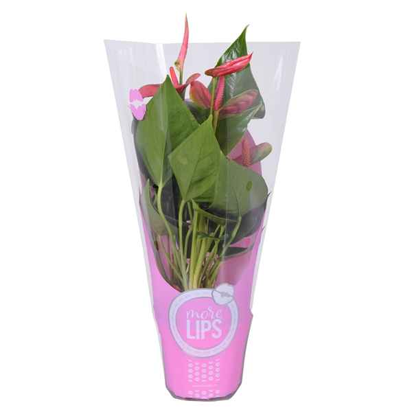 Горшечные цветы и растения оптом Anth An Sweet Dream 3+ (morelips) от 12шт из Голландии с доставкой по России