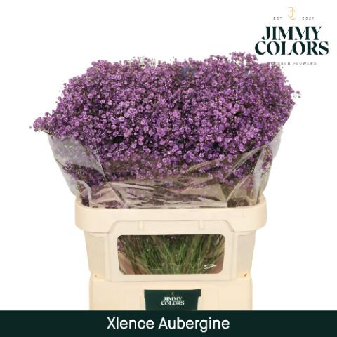 Срезанные цветы оптом Gyps large paint aubergine от 50шт из Голландии с доставкой по России